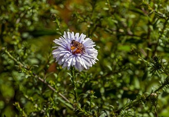 A fly is sitting on a flower