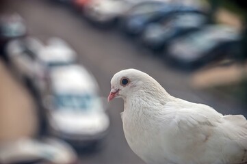 A white dove is sitting on the windowsill outside the window