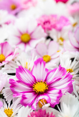 Close up of Cosmos Flowers in Different Colors