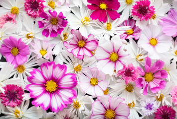 Fototapeta na wymiar Close up of Cosmos Flowers in Different Colors