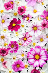 Close up of Cosmos Flowers in Different Colors