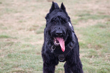 A portrait of a Giant Schnauzer