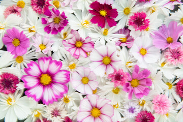 Fototapeta na wymiar Close up of Cosmos Flowers in Different Colors