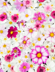 Close up of Cosmos Flowers in Different Colors