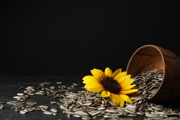 Fototapeta premium Bright sunflower and raw seeds on grey table. Space for text