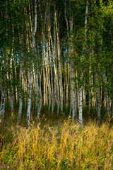 Obraz premium White Birch Forest in Summer