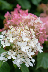 pink and white flowers in summer garden