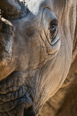 White rhinoceros, Serengeti National Park, Tanzania, Africa - obrazy, fototapety, plakaty