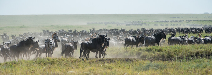 Africa, Tanzania. Thousands of wildebeest and zebra fill the plains of Serengeti.
