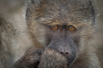 Africa, Tanzania. Eye to eye with a contemplative baboon.