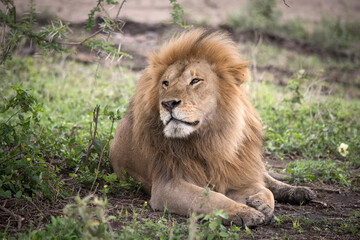 Obraz na płótnie Canvas Africa, Tanzania. Lion enjoys the shade in Ndutu.