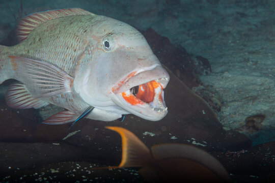 Wrasse are cleaning snapper teeth