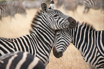 Fototapeta na wymiar Africa, Tanzania. Loving zebras nuzzle in the Serengeti.