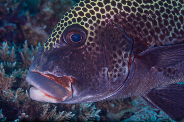 Closeup view of a spotted sweetlip fish head