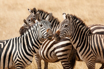 Fototapeta na wymiar Africa, Tanzania. A group of zebra sniff one another in greeting.
