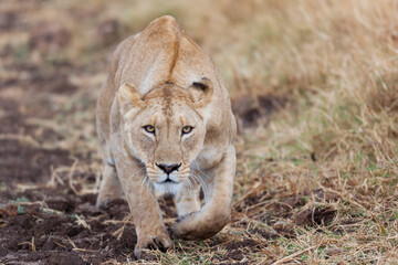 Africa, Tanzania. A portrait of a lioness stalking its prey. - obrazy, fototapety, plakaty