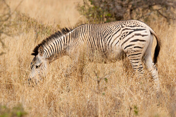 Obraz na płótnie Canvas Africa, Tanzania. Portrait of a zebra with unusual markings.