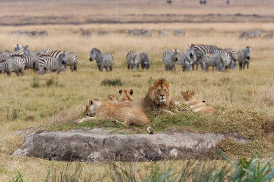 Africa, Tanzania. A lion pride lounges together while zebra watch.