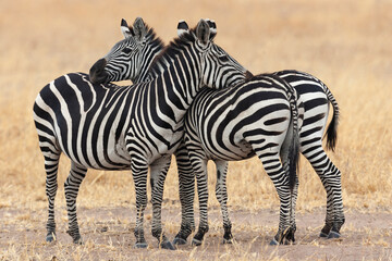 Obraz premium Africa, Tanzania. Two zebra stand together close to a third one.