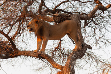 Africa, Tanzania. A lion stands in a tree to escape the tsetse flies.