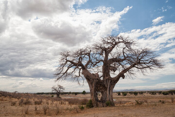 Fototapeta na wymiar Africa, Tanzania, Ruaha National Park. View of a baobab tree showing the damage that elephants have inflicted.