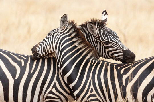 Africa, Tanzania. Picture of two zebra grooming one another.