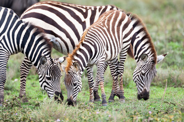 Fototapeta na wymiar Africa, Tanzania. Two zebra graze with its brownish foal.