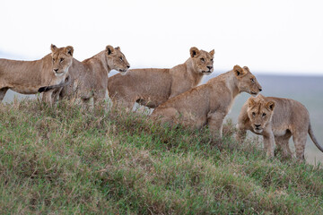 Obraz na płótnie Canvas Africa, Tanzania. Five young lions stand together on a grassy hill.