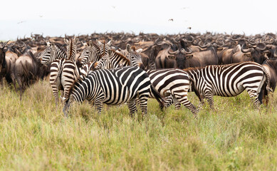 Fototapeta na wymiar Africa, Tanzania, The Serengeti. The herd of wildebeests and zebra feed on the plains.
