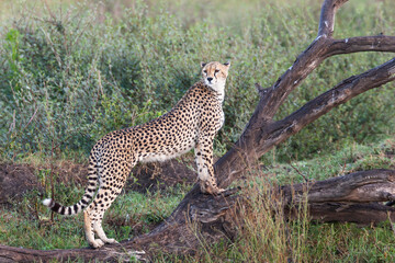 Africa, Tanzania, The Serengeti. Portrait of a female cheetah.