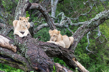 Africa, Tanzania. Two young lions sit in an old tree.