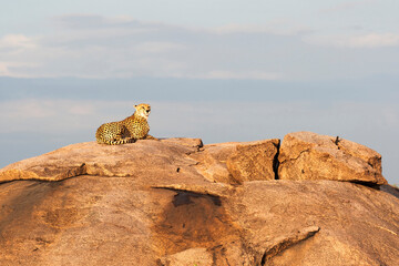 Africa, Tanzania, The Serengeti. A female cheetah sits on top of a stone kopje.