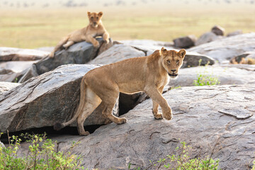 Africa, Tanzania. Picture of a lioness walking on the rocks with her sister in the background.
