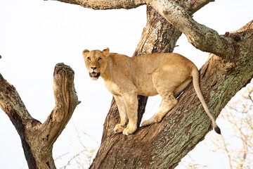 Africa, Tanzania. A lioness sits in a tree.