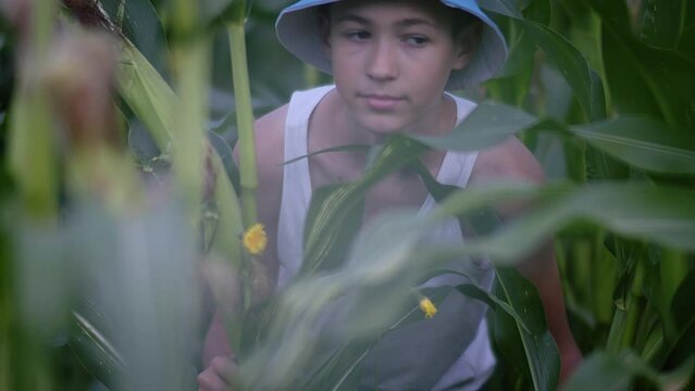 teen boy playing hide and seek in the cornfield, peeks out carefully, boy playing with friends in the countryside