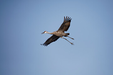 Sandhill crane (Antigone canadensis) in flight