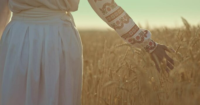 Close-up, a Ukrainian woman in a national costume touches ripe ears of wheat, a rich grain harvest. Woman's hand in embroidery runs over the golden years in the field. 4k, ProRes
