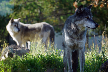 Naklejka na ściany i meble Two grey wolves - the pack