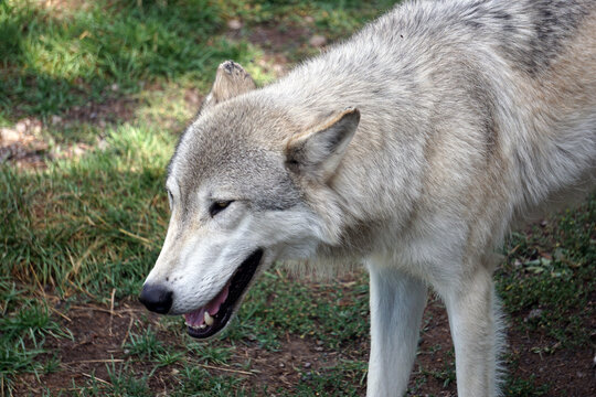 Grey Wolf With Open Mouth