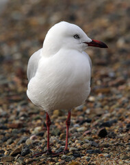 Silver gull seagull bird standing on a beach