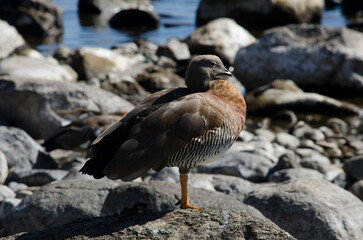royal cauquen of patagonia, bird on the stones
