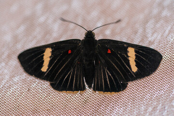 A black butterfly (Melanis)