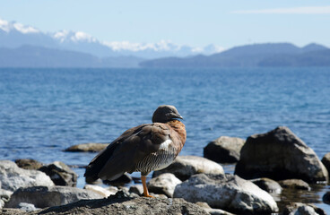 cauquen real in patagonia lake with the snowy mountain range in the background