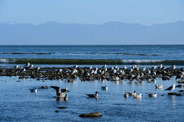 An image of a flock of seagulls swimming on the edge of the Pacific Ocean.