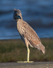 Night Heron Perched