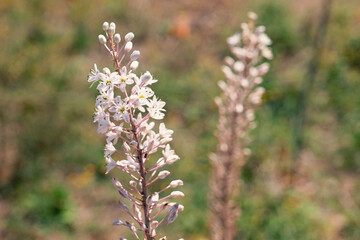Fiore bianco selvaggio in primo piano