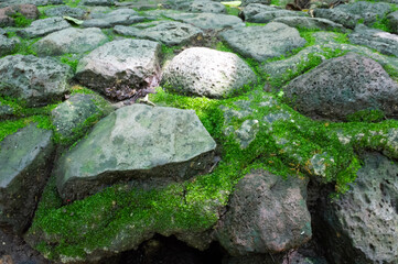 Mosses and lichens grow on volcanic rocks with high humidity.