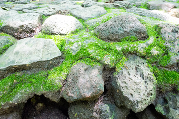 Mosses and lichens grow on volcanic rocks with high humidity.