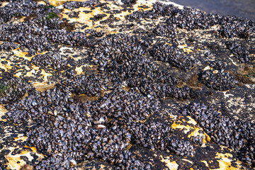 Wild Mussels (Mytilus Edulis) on the rock.