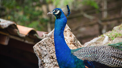 Fototapeta premium Peacock bird predominant in the Venezuelan Andes.